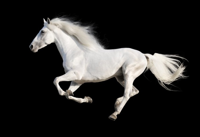 Konji – važna uloga u ljudskoj povijesti
