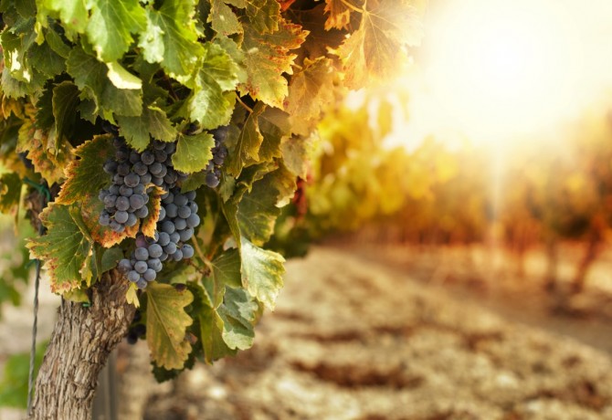 List of grape varieties