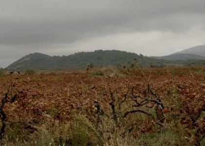 Pelješac – vinsko carstvo…