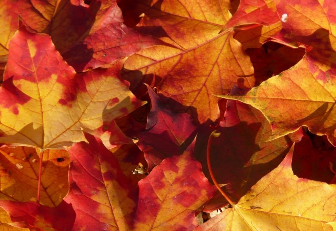 Jesenje lišće u drugim bojama diljem svijeta