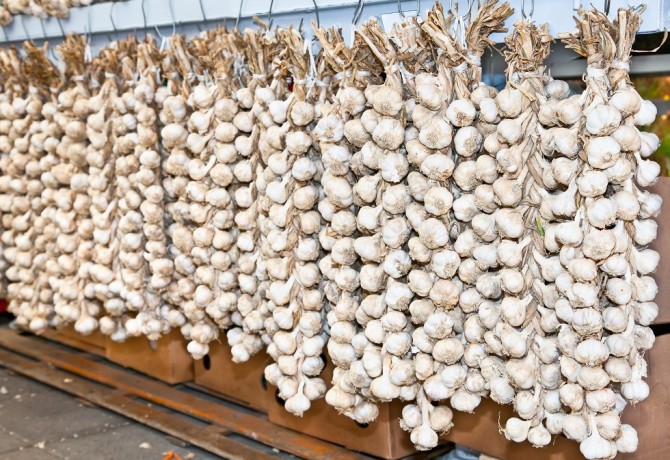 Ljubitovica – leader in garlic production