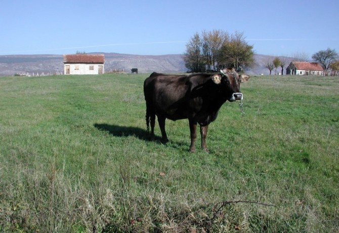 Nadrealan plan: Irska vlada usmrtit će 200.000 krava za spas klime