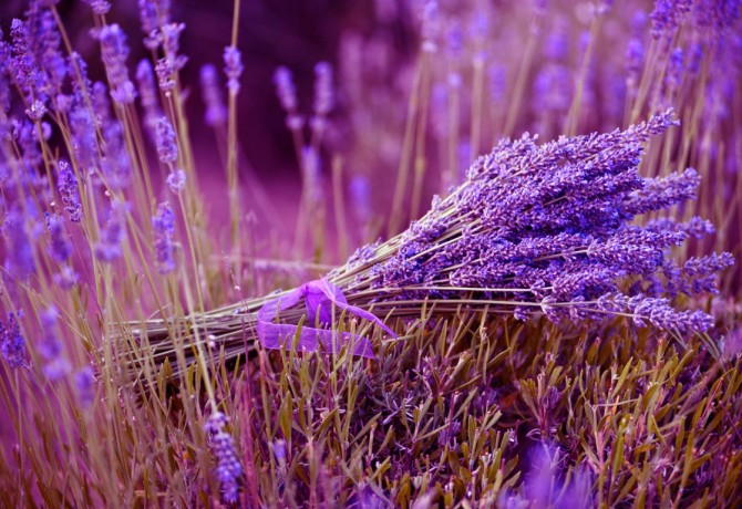 Lavender – aromatic, calming and delicious