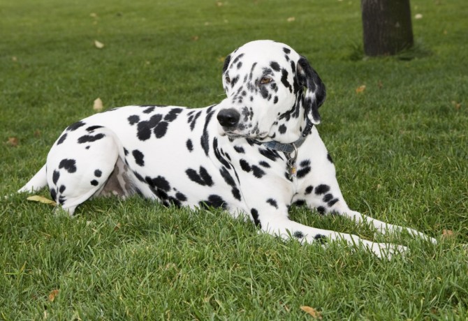 Dalmatinski pas – osjećajan, prilagodljiv, inteligentan