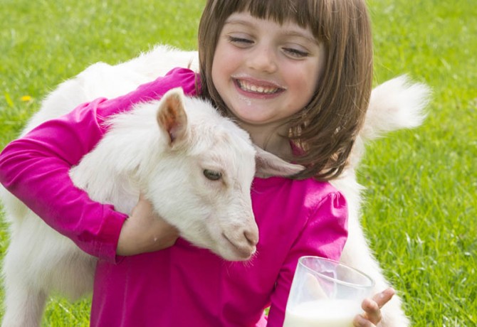 Health benefits of goat milk