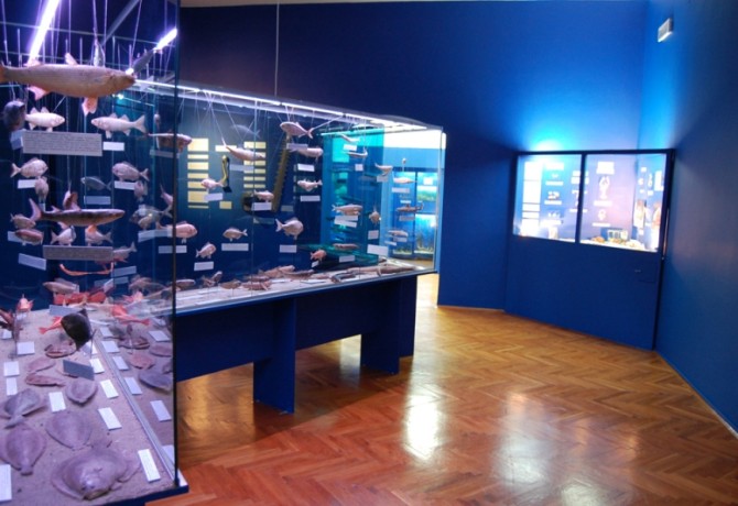 Pregršt zanimljivosti Prirodoslovnog odjela u Narodnom muzeju Zadar