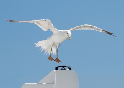 Ivanini mediteranski slikopisi