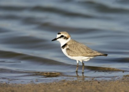 Ptice u službi turizma: Europski dan prebrojavanja ptica na poljima soli
