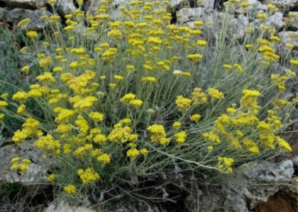 Kako očuvati smilje i ljekovito bilje