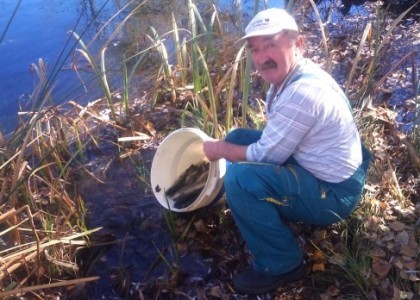Poribljavanje Cetine po guštu ribiča…