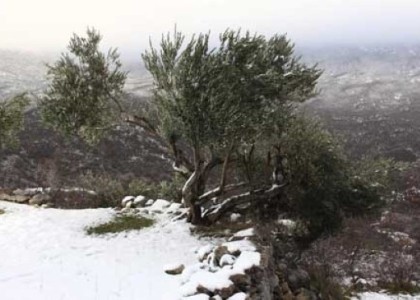 I zimi masline očekuju potporu