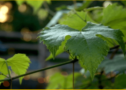 Kako spriječiti pojavu crne pjegavosti na vinovoj lozi?