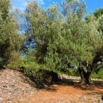 Korčulansko maslinovo ulje prvo u Dalmaciji dobiva europsku zaštitu izvornosti!