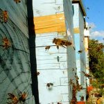 Zadarski pčelari zadovoljni susretom