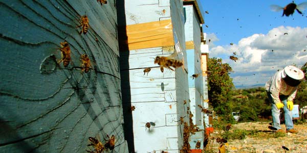 zadarski pčelari