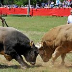 Domaća janjetina, odojci i borbe bikova: u Radošiću desetak tisuća posjetitelja pratilo seosku bikijadu