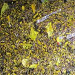 Prodaj igrače da platiš struju: Borussia Dortmund dobila račun od 10 mil. eura i najavila mjere štednje