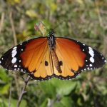 Istraživanje leptira u području Dubrovačko-neretvanske županije