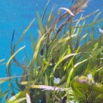 Znanstvenici Instituta Ruđer Bošković i kolege iz triju država istraživali alge za spas vodenih ekosustava
