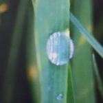 Riječ dana… (iz knjige aforizama IM AUGENBLICK DES DENKENS…) Jure Brekalo