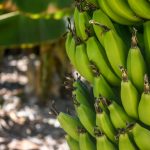 Prvi put odobren uzgoj genetski modificirane banane