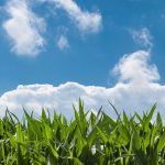 Stižu super usjevi: Je li Europa spremna za novu generaciju GMO biljaka?