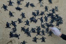 U posljednje četiri godine gotovo sve izlegnute morske kornjače na Floridi bile su ženke!