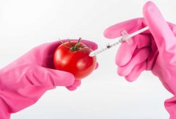 EU je podržala genetski modificiranu hranu. Što to znači za nas?