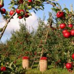 Cijena uvezene jabuke u Hrvatsku 133 posto viša od hrvatske izvozne