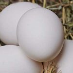 Jaja su zdrava u umjerenim količinama