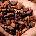 Afrika zaustavlja preradu kakaovca! Cijene na svjetskim tržištima snažno su porasle…