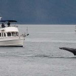 U utrobi uginule ženke kita pronađena 22 kg plastičnih vrećica