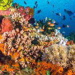 Zakiseljenje oceana moglo bi početi uništavati koraljne grebene
