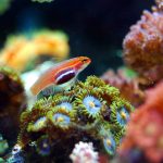 Uspješno uzgojena ugrožena vrsta koralja