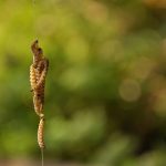 Saznali smo zašto su bube hrana budućnosti, kad će biti u prodaji u dućanima…