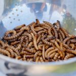 Prehrambena industrija okreće se farmama insekata!