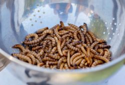 Prehrambena industrija okreće se farmama insekata!