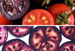 GMO: U prodaju kreću ljubičaste rajčice