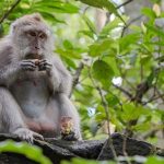 Kina klonirala genetski izmijenjenog majmuna radi istraživanja poremećaja spavanja