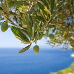 Očajan urod maslina u Dalmaciji izazvao teške posljedice – zatvaraju se uljare!