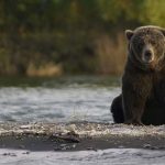 Slovenija: zbog napada vukova i medvjeda traže ostavku ministra za okoliš