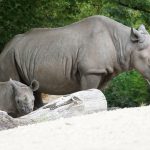 Oporavak populacije slonova i nosoroga nakon okršaja vlasti s krivolovcima