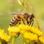 Treba se boriti za opstanak pčelarstva, a protiv uvoznih patvorina!
