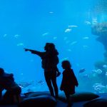 WWF: Podmornica koja prikazuje budućnost Jadrana uplovila u Poreč