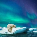 Polarni medvjedi nastoje se prilagoditi sve duljim arktičkim razdobljima bez leda