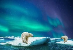Polarni medvjedi nastoje se prilagoditi sve duljim arktičkim razdobljima bez leda