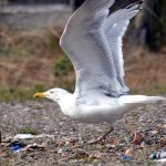 U ptičjim jajima u arktičkim kolonijama pronađene kemikalije iz plastike