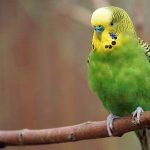 Novozelandskim bi pticama trebalo 50 milijuna godina da se oporave od ljudi