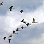 Ptice promijenile rasporede selidbe zbog klimatskih promjena?