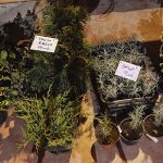 Biljke i sadnice u Dioklecijanovim podrumima